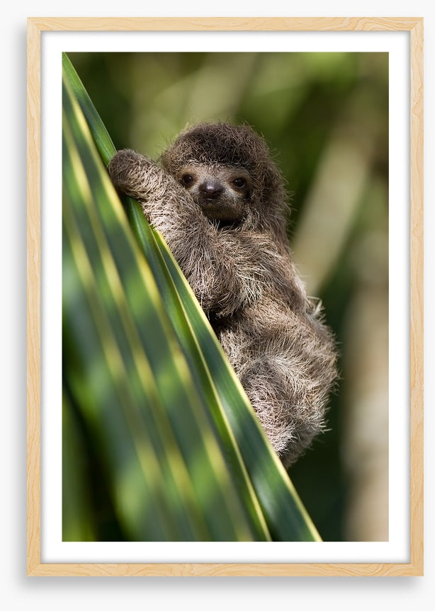 Baby three-toed sloth