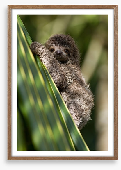Baby three-toed sloth