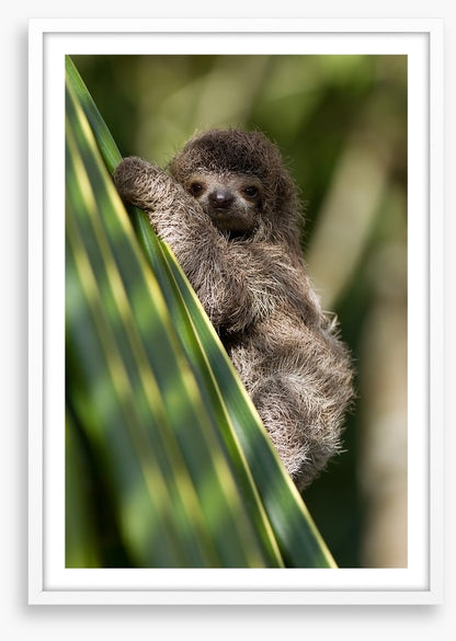 Baby three-toed sloth