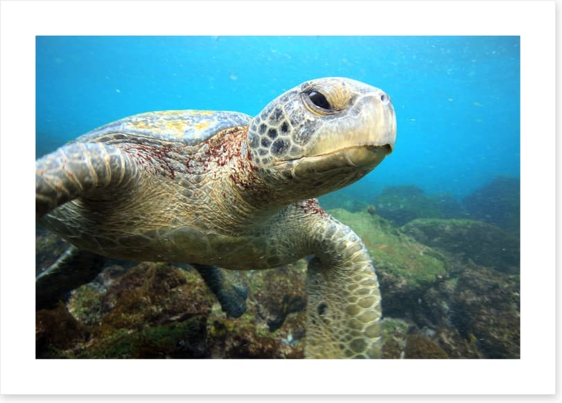 Grumpy turtle