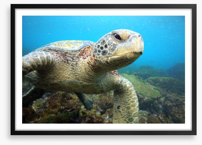 Grumpy turtle