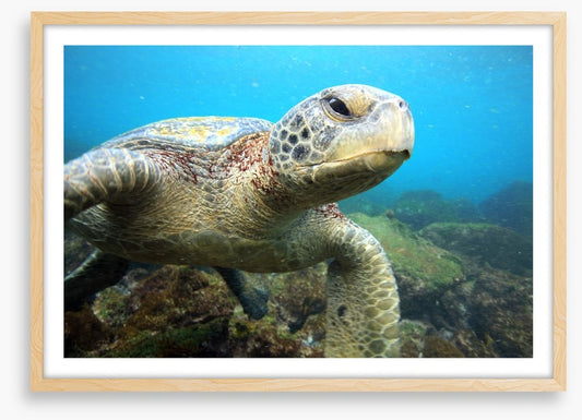 Grumpy turtle