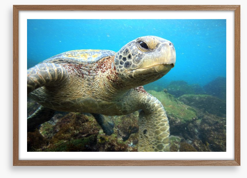 Grumpy turtle