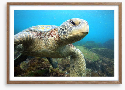 Grumpy turtle
