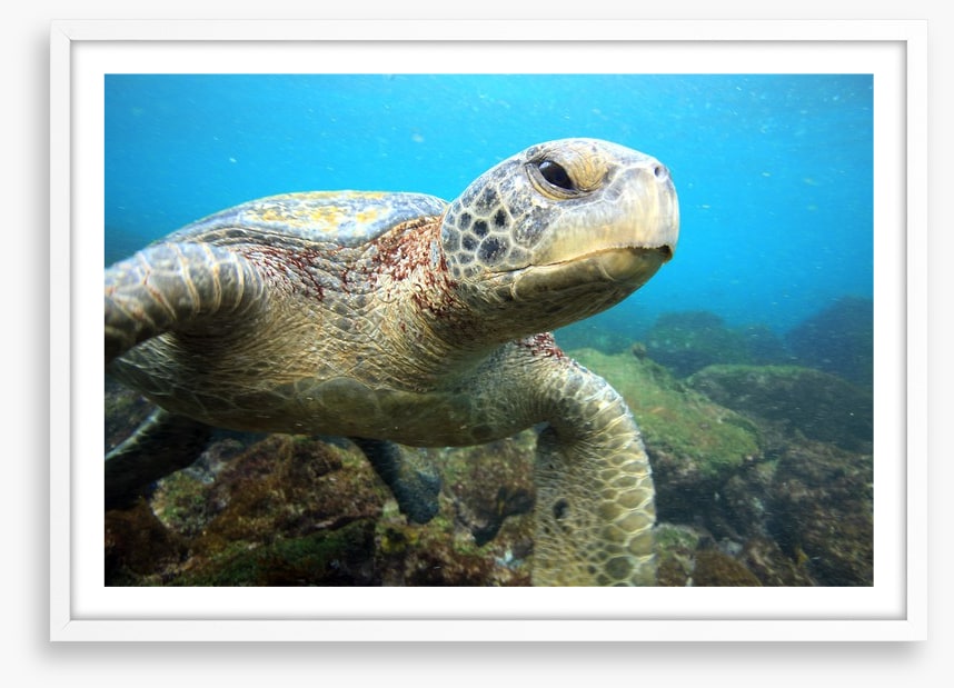 Grumpy turtle