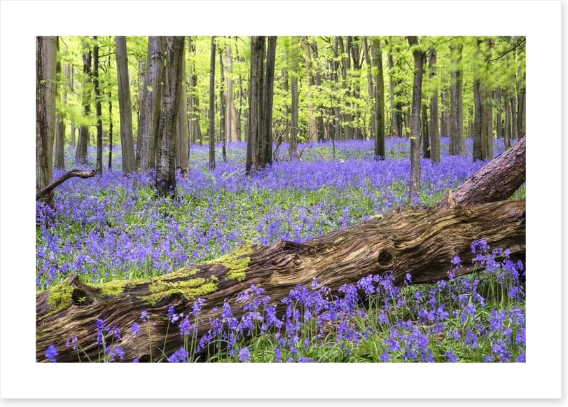 Vibrant bluebell forest