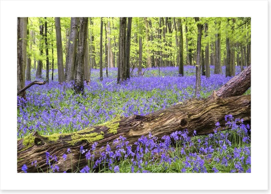 Vibrant bluebell forest