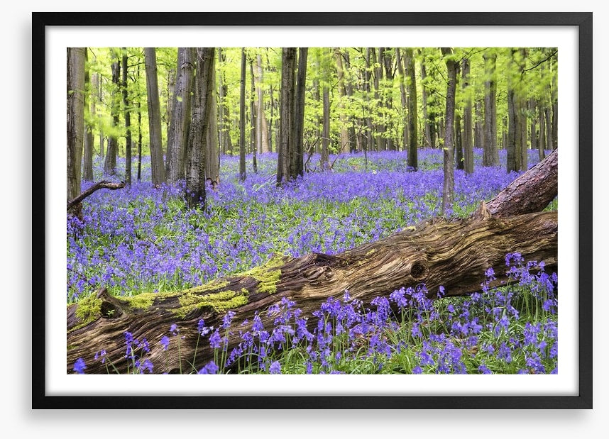 Vibrant bluebell forest