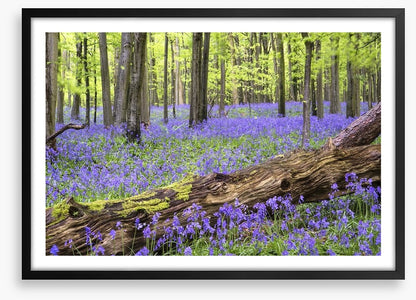 Vibrant bluebell forest