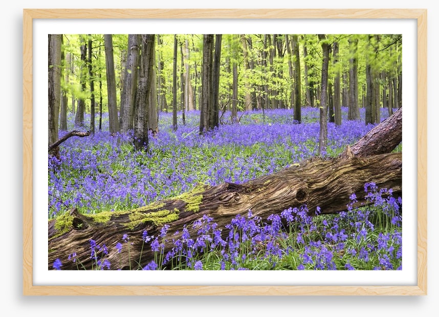 Vibrant bluebell forest