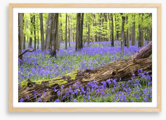 Vibrant bluebell forest