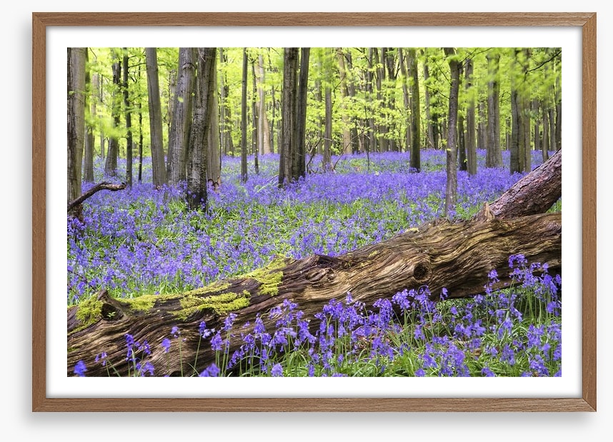 Vibrant bluebell forest