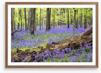 Vibrant bluebell forest