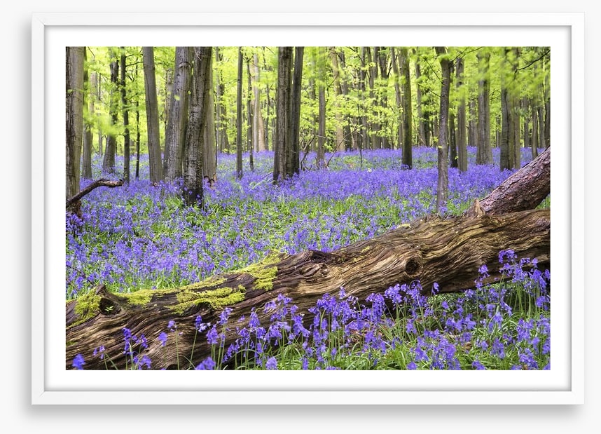 Vibrant bluebell forest