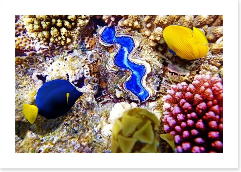 Deep in the coral