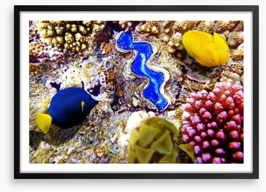 Deep in the coral