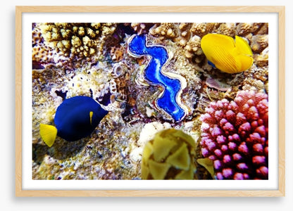 Deep in the coral