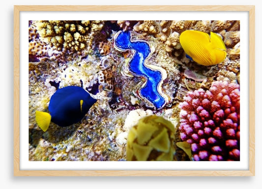 Deep in the coral