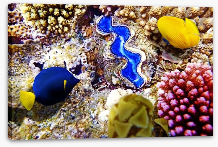 Deep in the coral