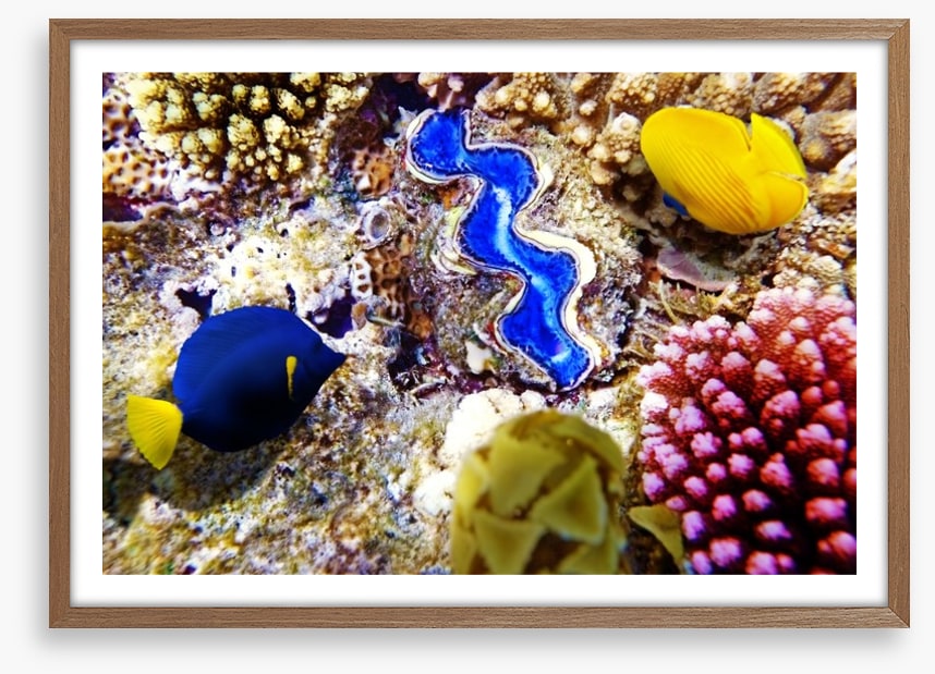 Deep in the coral