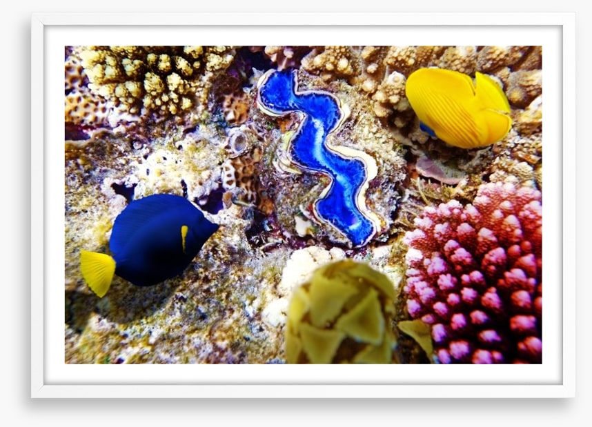 Deep in the coral