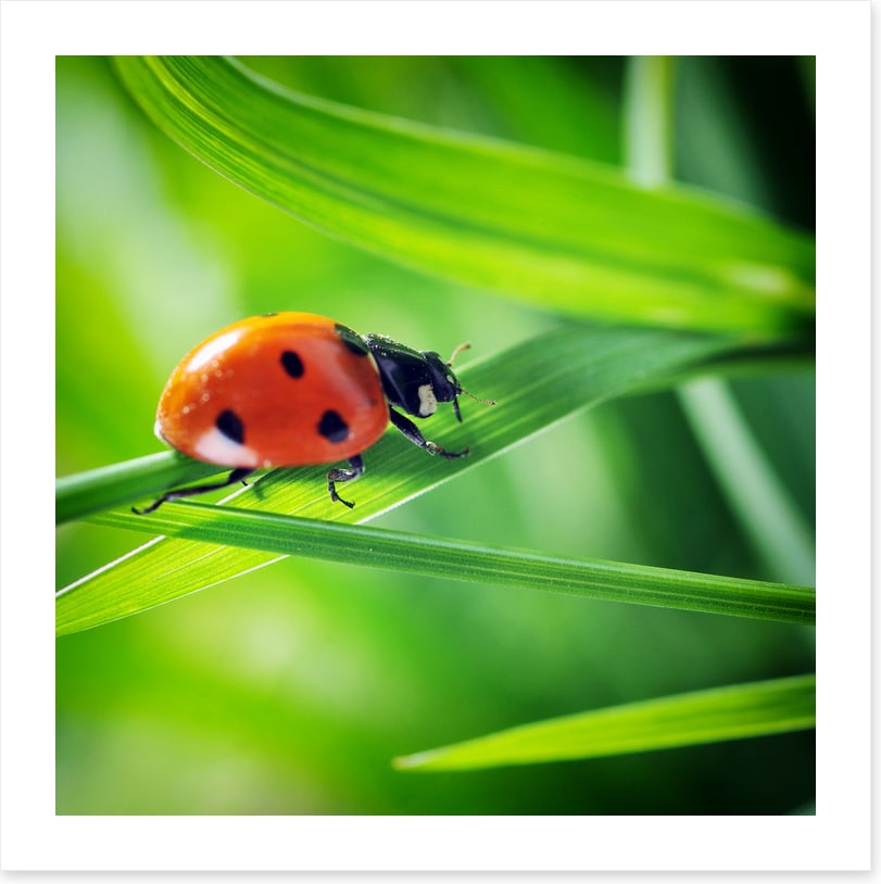 Insects