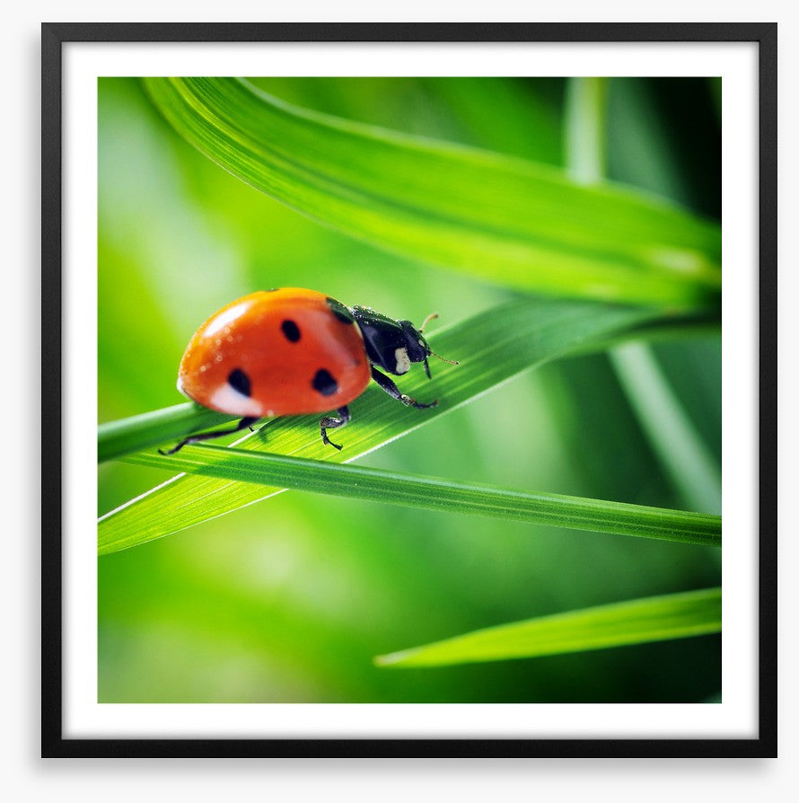 Insects