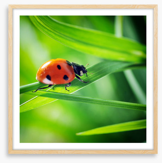 Insects