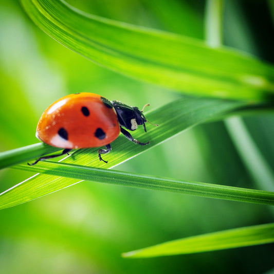 Insects