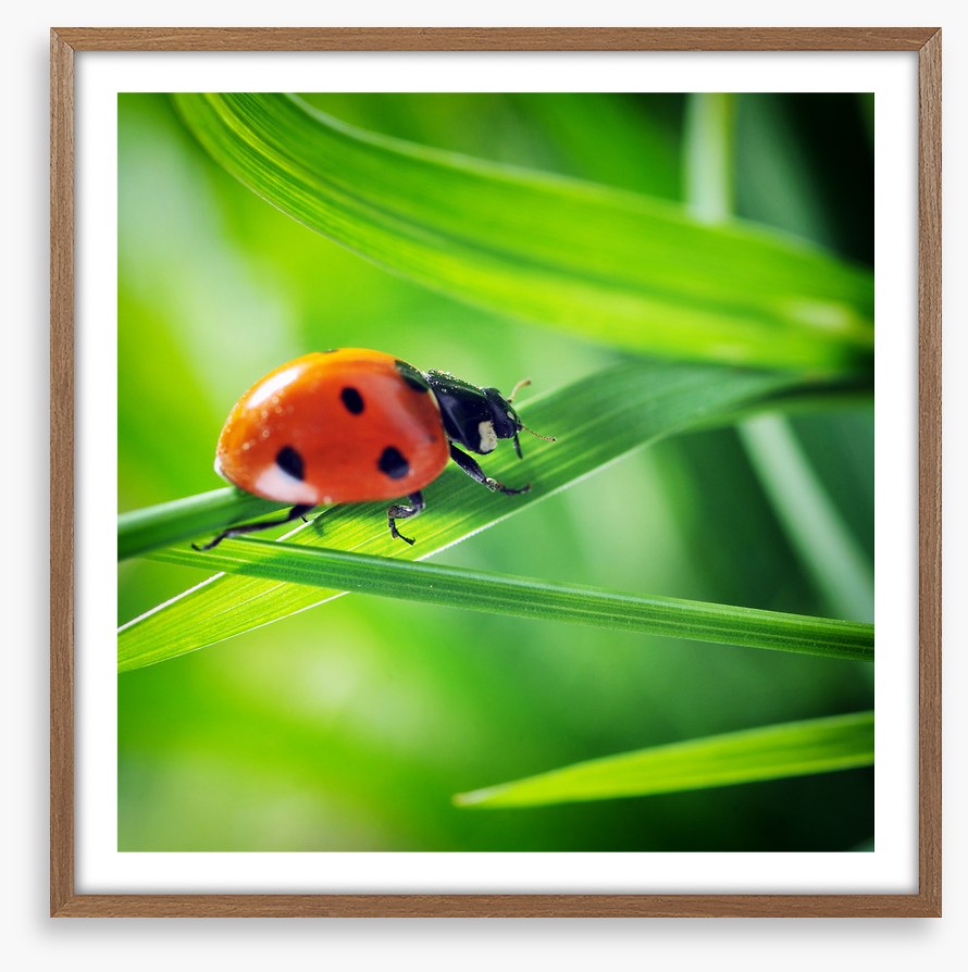 Insects