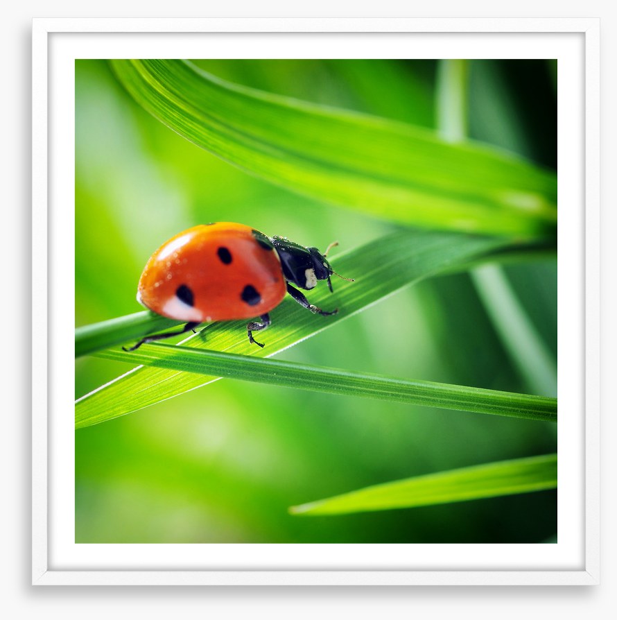 Insects