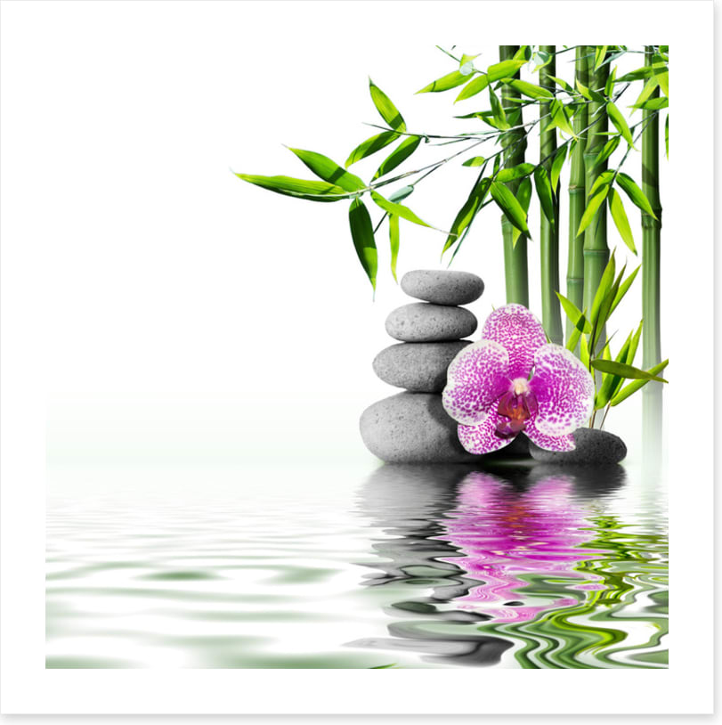 Orchid bliss