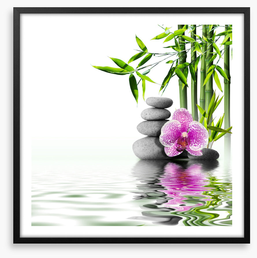 Orchid bliss