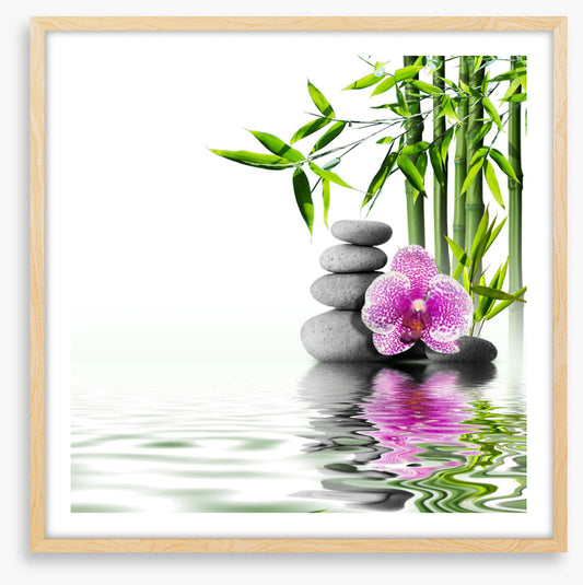 Orchid bliss
