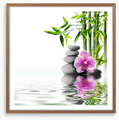 Orchid bliss