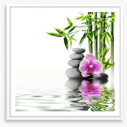 Orchid bliss