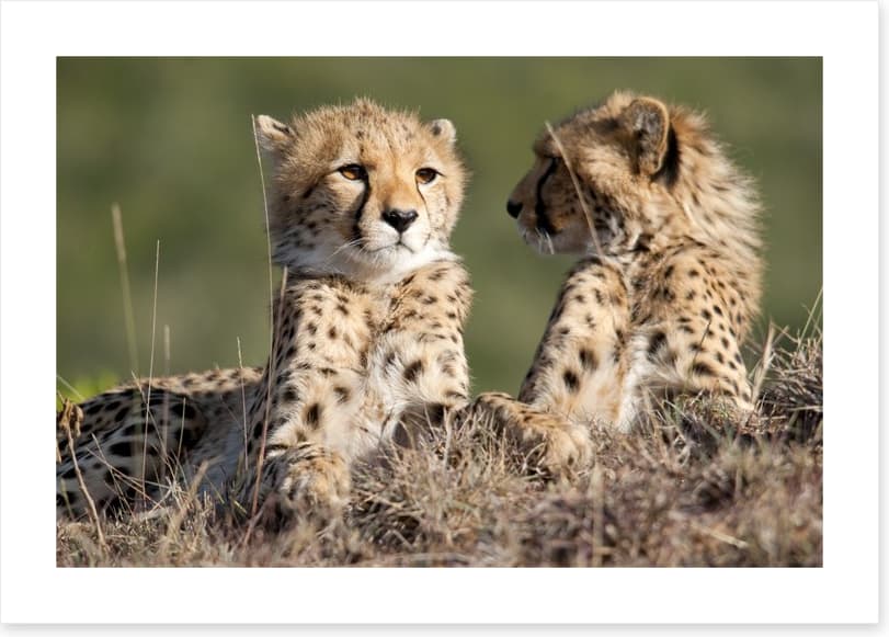 Cheetah brothers