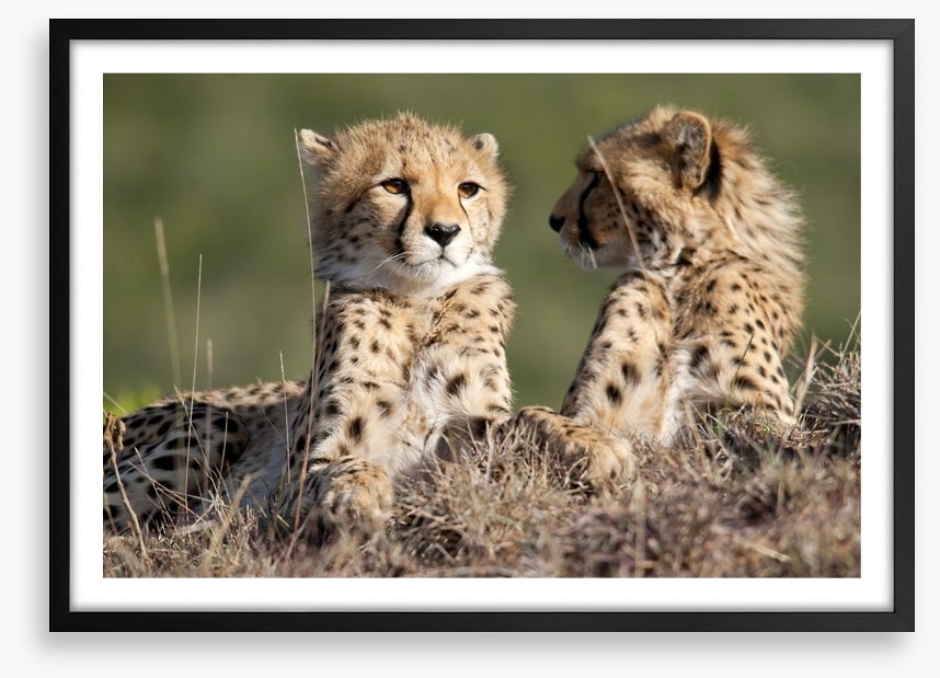 Cheetah brothers