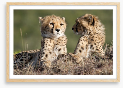 Cheetah brothers