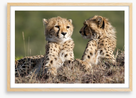 Cheetah brothers