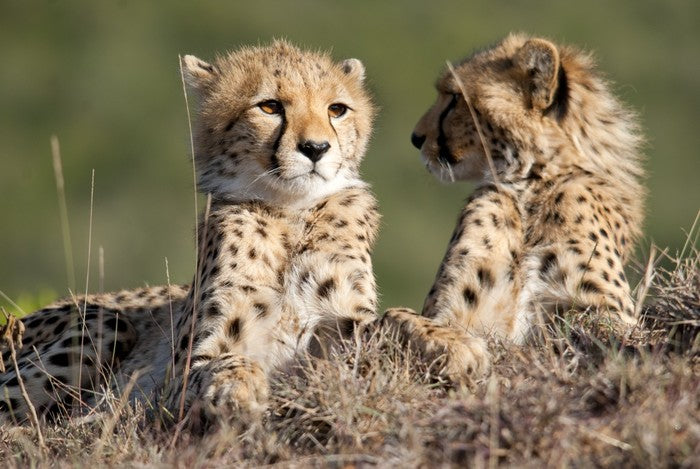 Cheetah brothers