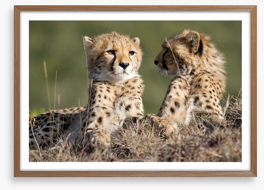 Cheetah brothers