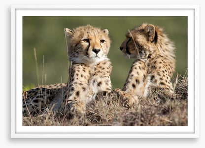 Cheetah brothers