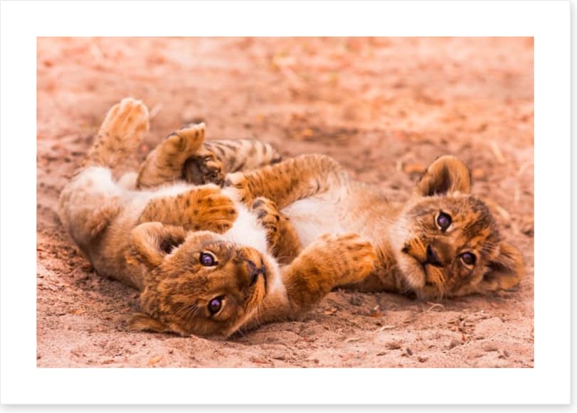 Playful lion cubs