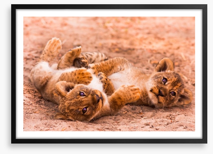 Playful lion cubs