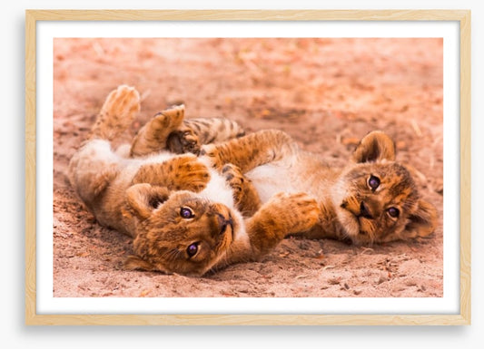 Playful lion cubs