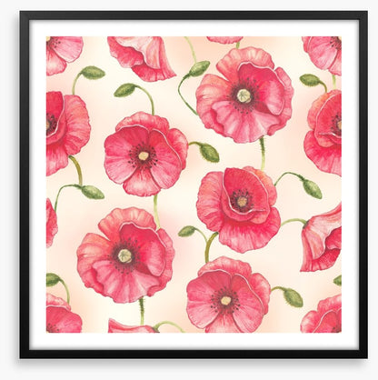 Poppy flowers