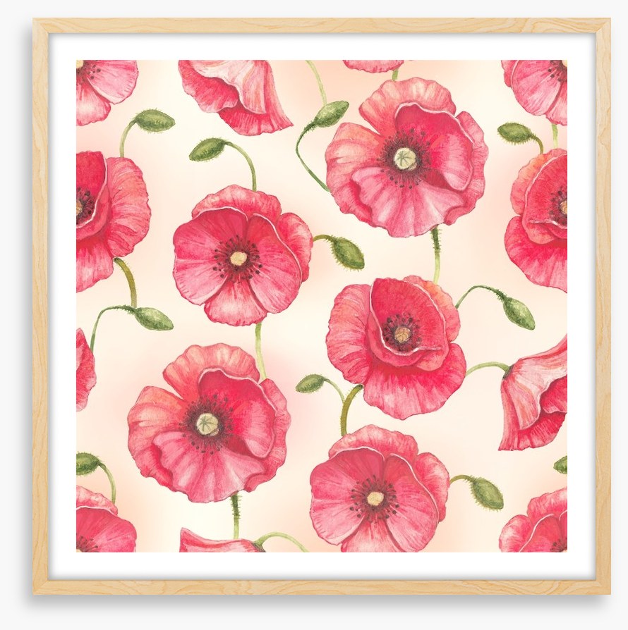 Poppy flowers