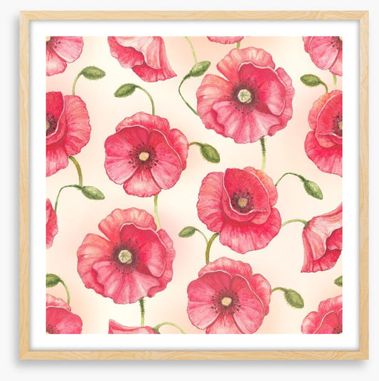 Poppy flowers