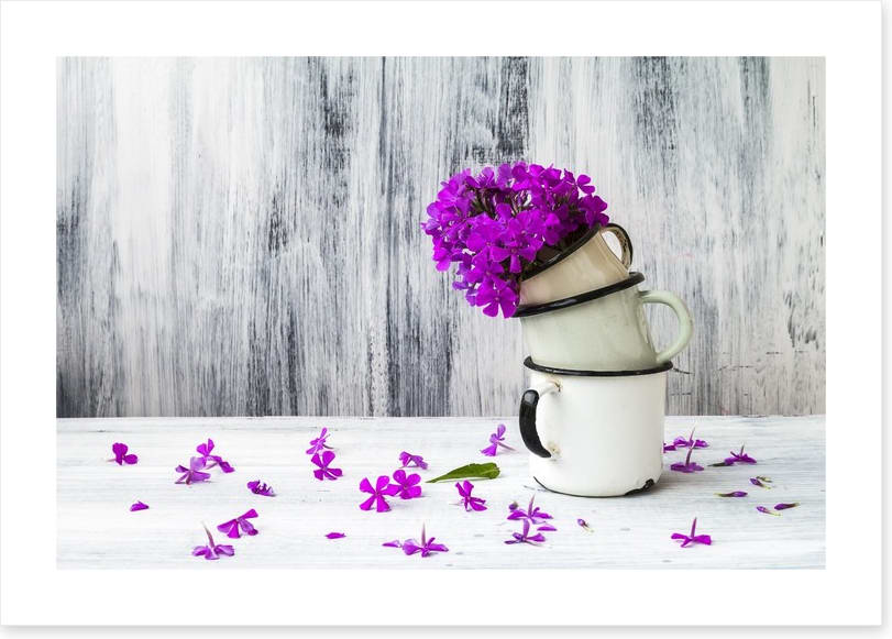 Still Life